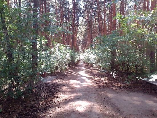 В Омской области появились переносчики вируса Зика и лихорадки денге