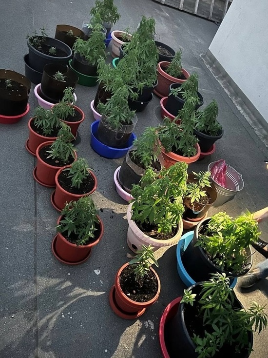 Около сотни кустов конопли: жителю Ялты грозит срок за любовь к садоводству