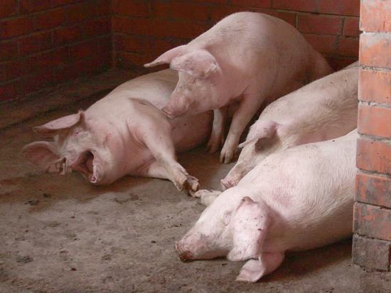 В Калининградской области обнаружили очаг африканской чумы свиней