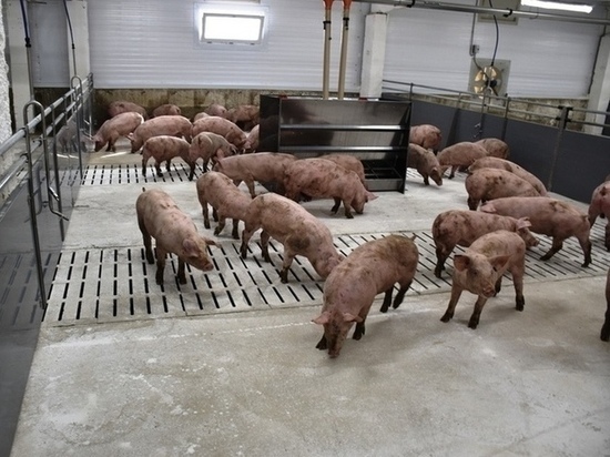 Африканская чума свиней добралась до Костромского предприятия «Шувалово»