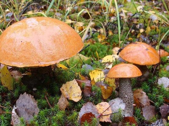 Северяне, отправившиеся на тихую охоту в район Долины Славы, нашли гигантские грибы