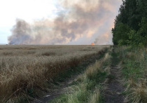 В Сараевском районе из-за удара молнии сгорели 10 гектаров пшеницы