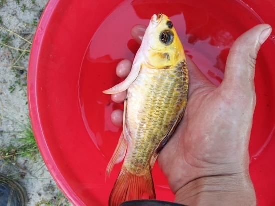 Золотую рыбку поймал рыбак в озере под Новосибирском
