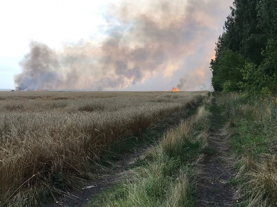 В Сараевском районе из-за удара молнии сгорели 10 гектаров пшеницы