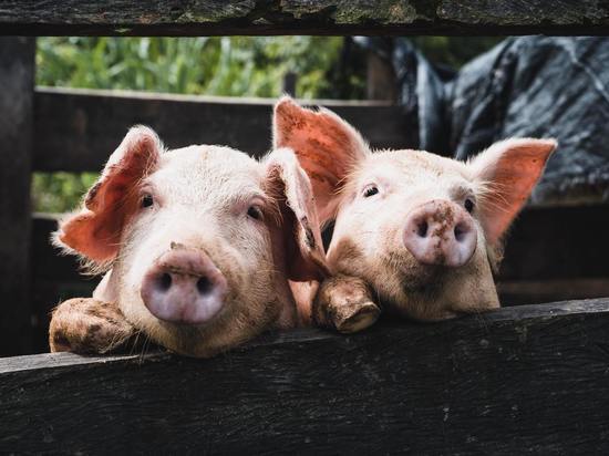 В Нестеровском районе установили карантин по африканской чуме свиней