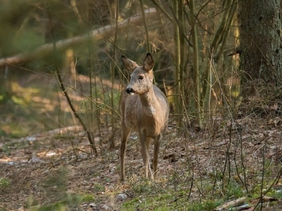 Пензенским охотникам рассказали, сколько животных можно убить в открывшемся сезоне охоты