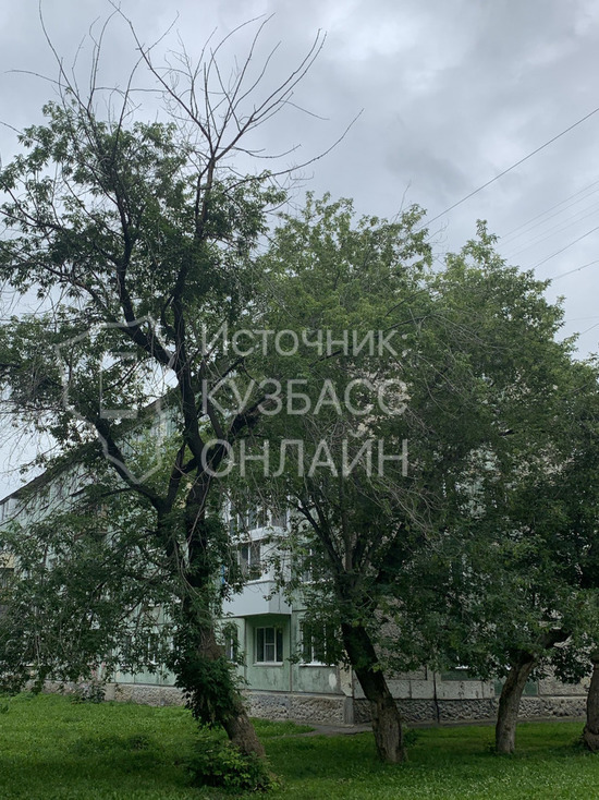 Случится беда: кузбассовцы попросили спилить опасные деревья