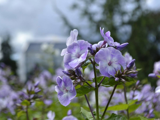 БФУ приглашает калининградцев посмотреть на летнее цветение в ботаническом саду