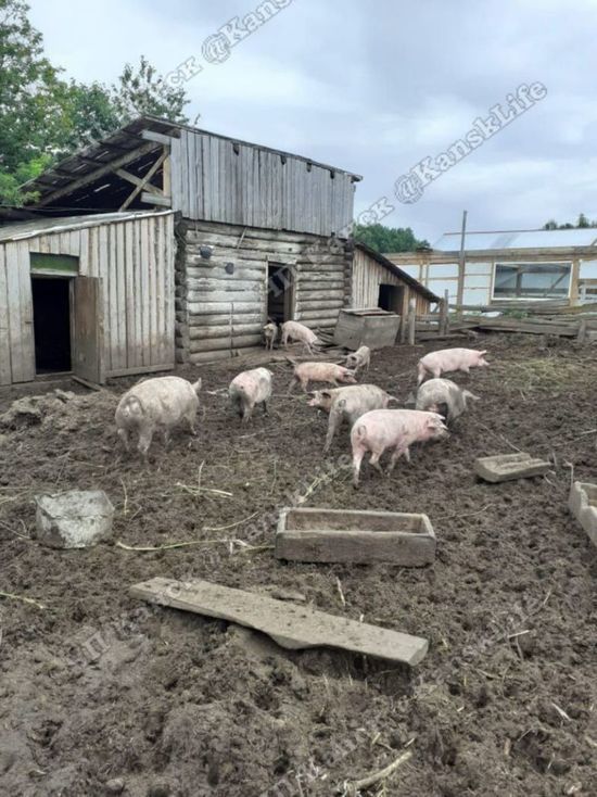 Селянин из Канского района Красноярского края вилами отбил стадо свиней от медведя
