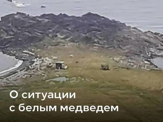 Освобожденная от банки сгущенки белая медведица из Красноярского края вернулась в природу