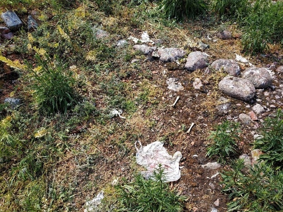 В Нижне-Свирском заповеднике предупредили, чем опасен для птиц разбросанный мусор