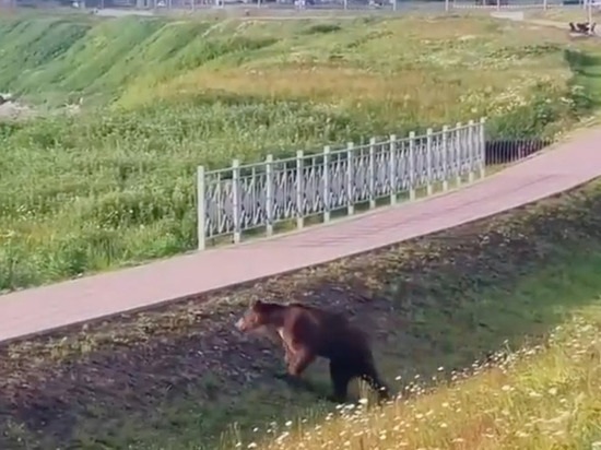 На Итурупе застрелили медведя, выходившего к людям