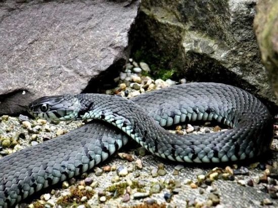 Новосибирцы жалуются на нашествие змей в лесах региона