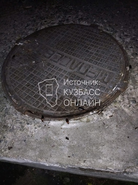 Они везде: кузбассовцы пожаловались на выползающих из канализации тараканов