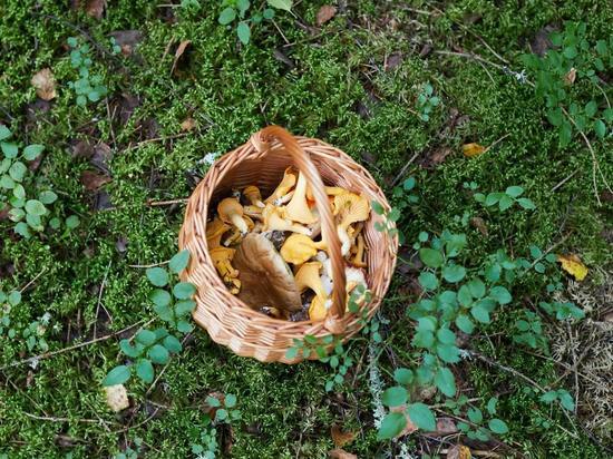 В Красноярском крае сотрудники МЧС нашли собиравшую грибы в лесу женщину