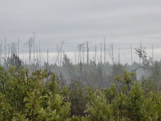 Запах гари в ночь на 1 августа напомнил жителям Рязани о лесных пожарах 2010 года