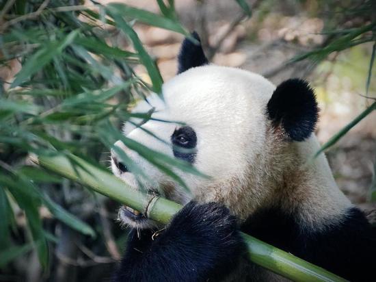 В Болгарии обнаружили останки последних панд Европы