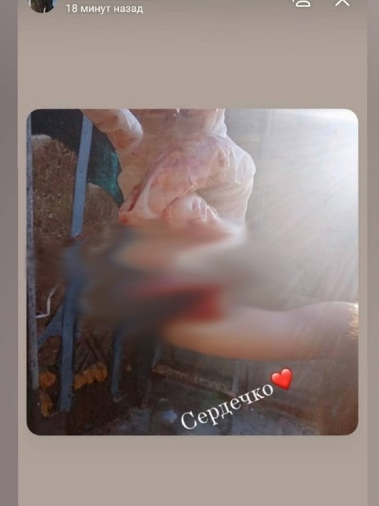 В Тамбовской области подростки препарировали щенка и выложили видео в интернет