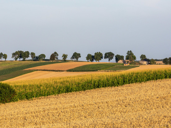 Власти Молдавии заявили о сокращении урожая пшеницы на треть из-за засухи