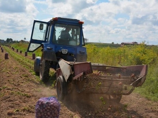 Карантин по картофельной нематоде сняли в трех районах Псковской области