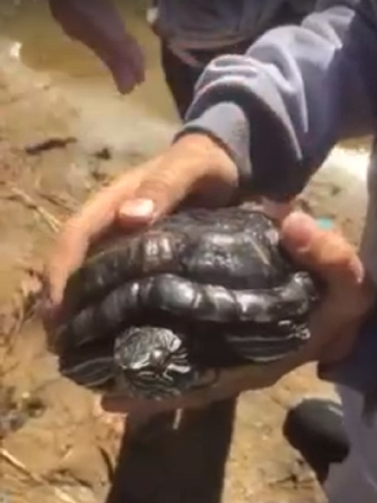 В Ноябрьске рыбак поймал на удочку черепаху