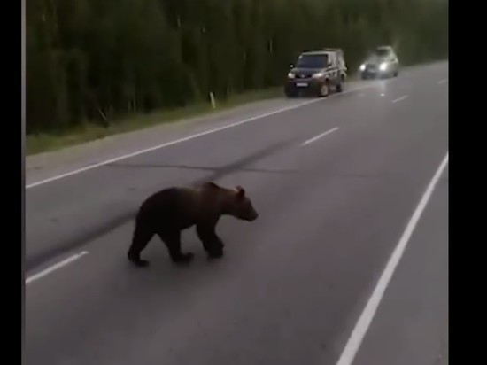 В России автомобилисты-живодеры расстреляли гулявшего вдоль трассы медвежонка