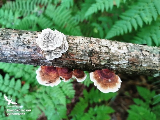 В заповеднике Хабаровского края найдены редкие грибы