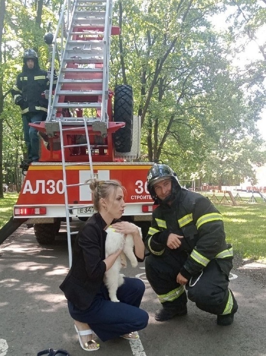 Белгородские пожарные спасли застрявшего под лестницей кота