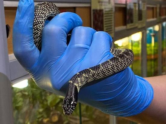 Калифорнийские молочные змеи появились на Сахалине