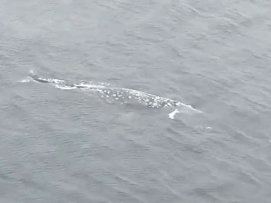 Серый кит подплыл вплотную к нефтегазовой платформе на Сахалине