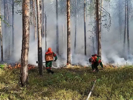 Площадь лесных пожаров в ЯНАО выросла почти в 3 раза