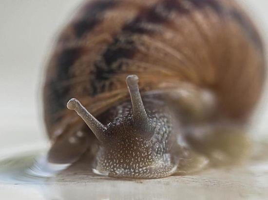 В Мосприроды рекомендовали москвичам не трогать испанских слизней голыми руками