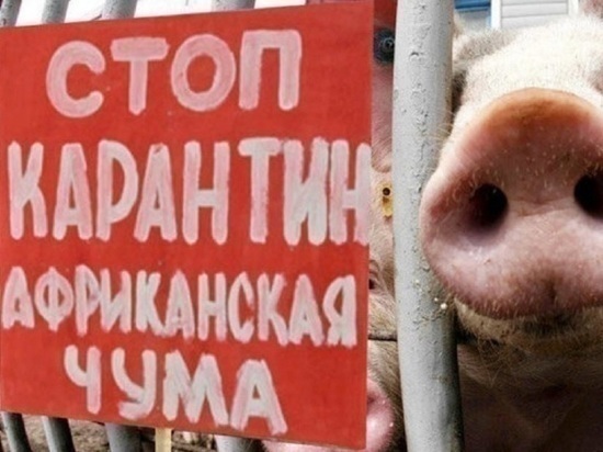 Костромской свиноцид: домашние хрюшки стали жертвой беспечности своих хозяев