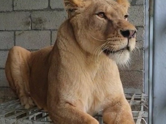Львица Эльза переехала из Читинского зоопарка для продолжения рода