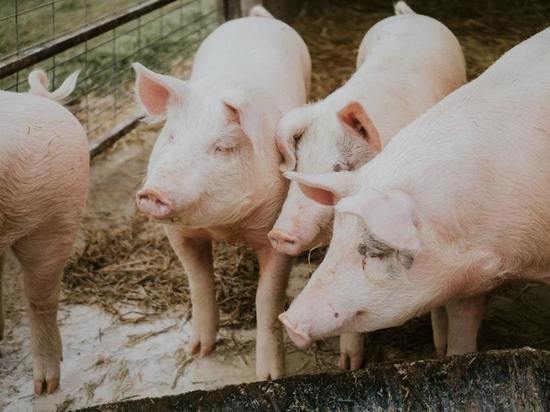 Калининградские власти компенсируют 1 млн рублей за убой свиней в зоне вспышки АЧС