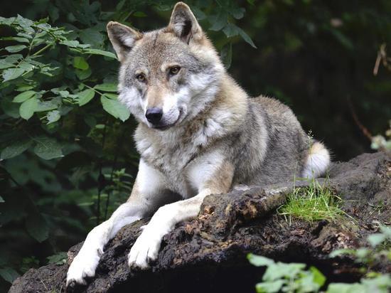 В Кандалакшском заповеднике в фотоловушку впервые «попалась» семья волков