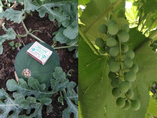 Арбузы, дыни и виноград выращивают жители Карелии