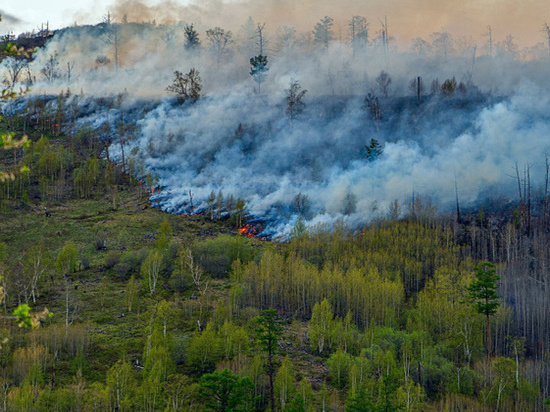 Почти 300 гектаров лесов горят в ЯНАО