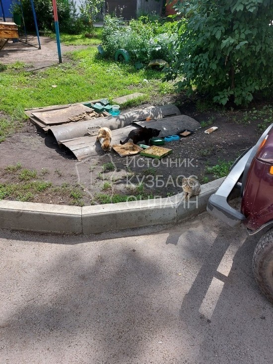 На весь двор невыносимый запах: кузбассовцы пожаловались на бездомных кошек
