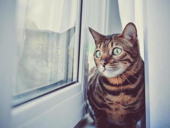 Кошка застряла в окне: ветеринары из Красноярска рассказали, что делать