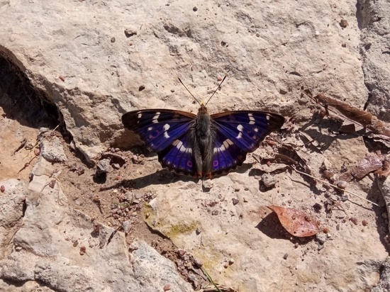 «Поразительно красивую» бабочку могут увидеть посетители Изборска