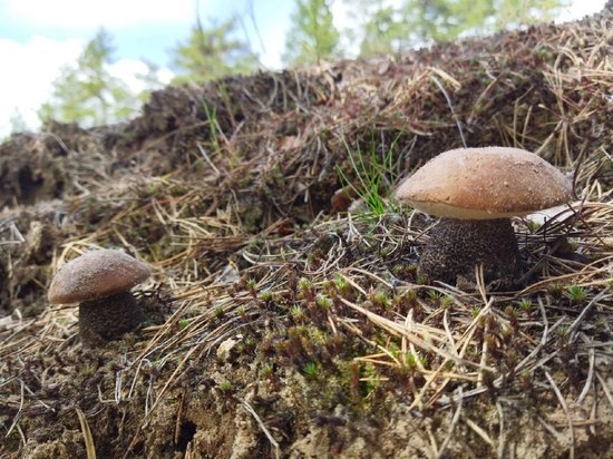 Миколог объяснил, как отличить съедобные грибы в лесах Ленобласти