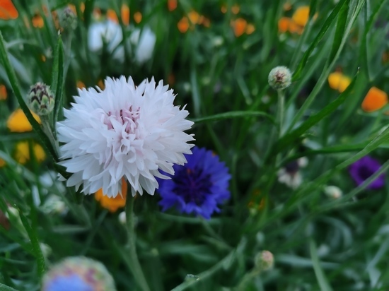 Озвучен прогноз в Хабаровске на 4 августа