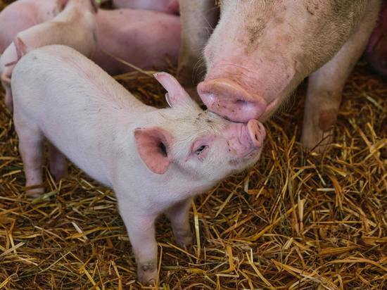 В Калининградской области выявили второй очаг африканской чумы свиней