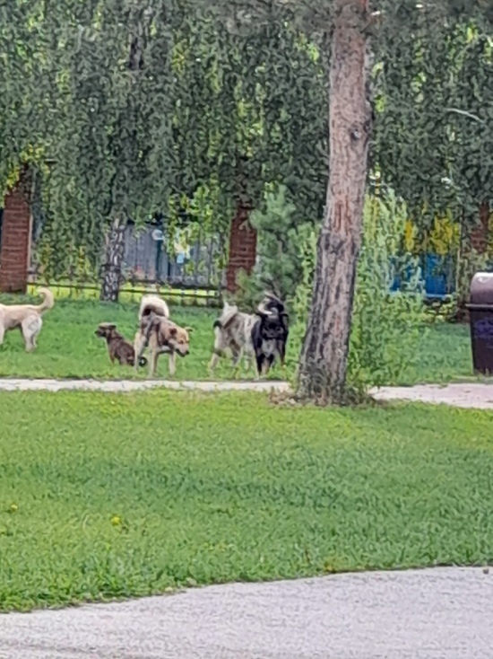 Рычат и кидаются: жители кузбасского города обеспокоены появлением стаи собак в парке