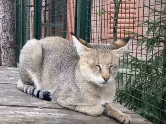 Камышовая кошка из Новосибирска переехала к Деду Морозу