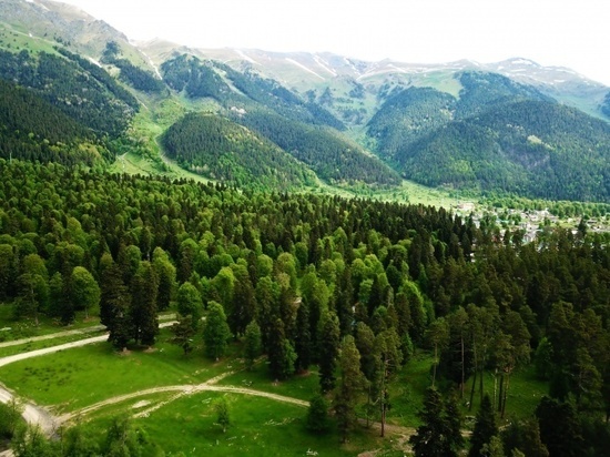 Три региона Северного Кавказа выполнили план по восстановлению лесов в РФ