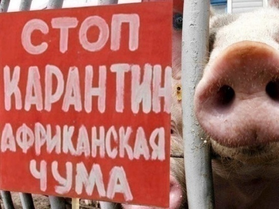 Россельхознадзор опроверг версию о кормовом происхождении нынешней эпидемии АЧС в Костромской области
