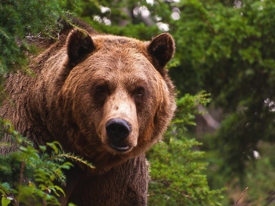 Жителей Новосибирской области напугали мистическим медведем