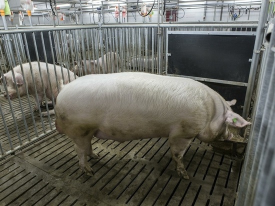 Ученые смогли «оживить» органы мертвой свиньи спустя час после смерти
